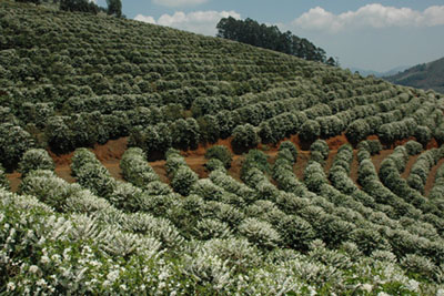 field