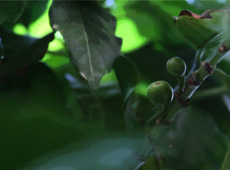 varietal-xs