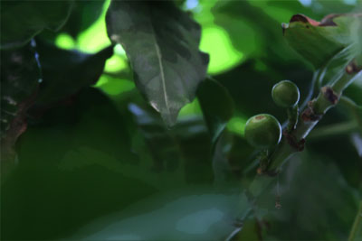 varietals